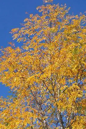 Aspenovo podzimní listí