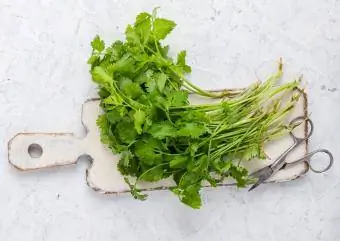 mga pinagputulan ng organikong cilantro