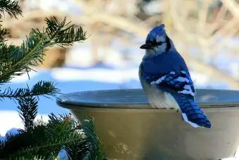 Blue Jay istuu talvella lintukylvyssä