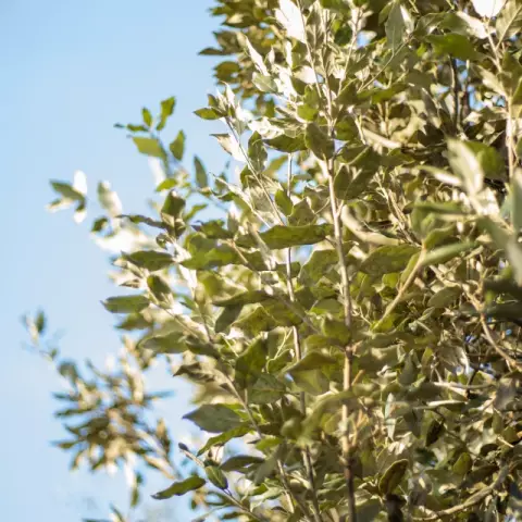 Qu'est-ce qui pousse les plantes à perdre leurs feuilles à l'automne